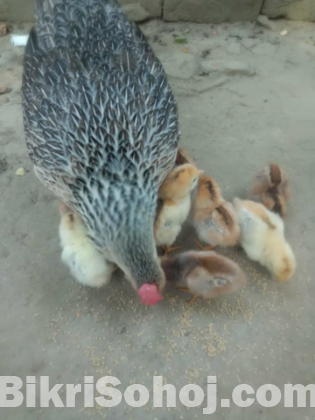 দেশি মুরগির বাচ্চা